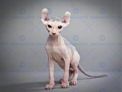 FOTO TIER ELFE KATZE KATZE HAUSTIER HAARLOS SELTSAM COOL KUNSTDRUCK POSTER MP3898B