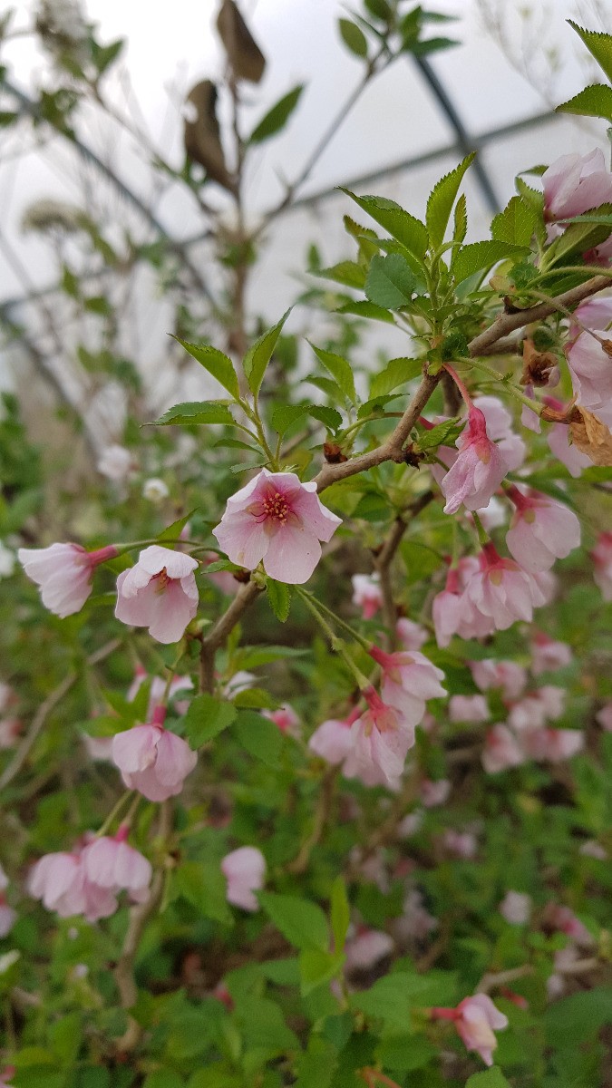 Prunus incisa Kojo No Mai cerisier à fleurs du Japon nain pot 4L
