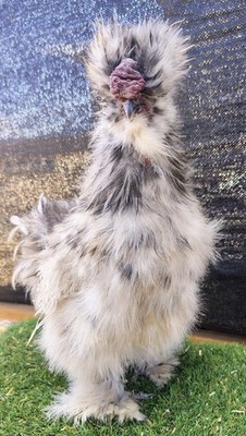 12+ FERTILE, Bearded ** SHOW QUALITY** Silkie Hatching Eggs