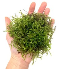 Living Moss Clump for Terrarium Vivarium Fairy Garden Plant Natural Moss Decor