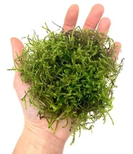Living Moss Clump for Terrarium Vivarium Fairy Garden Plant Natural Moss Decor
