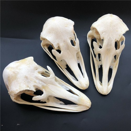 2 PCS Real Ostrich Skull collectable Animal Taxidermy educational specimens - Picture 3 of 4