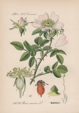 Hunds-Rose (Rosa canina) Hagrose, Heckenrose Heiderose Chromo-Lithographie 1885