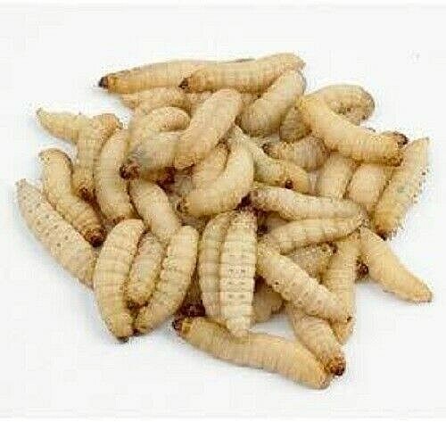 butter worms for reptiles