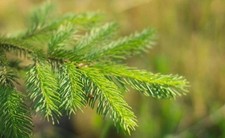 Live Spruce Pine Trees 1ft Tall 1litre Root Ball Christmas Tree