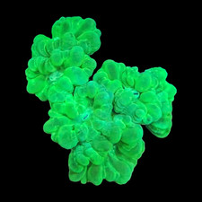 CE- Almost WYSIWYG - Kryptonite Candycane Coral - Frag Live Coral Frag LPS SPS