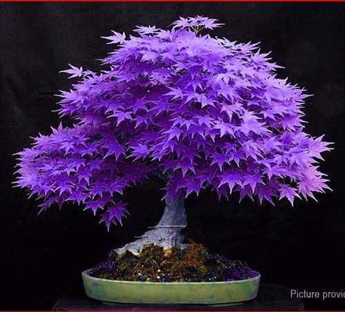 20Seeds-Japanese-Purple-Maple-Seed-Tree-Home-Sakura-Style-Decor-Plant-Bonsai-Pot