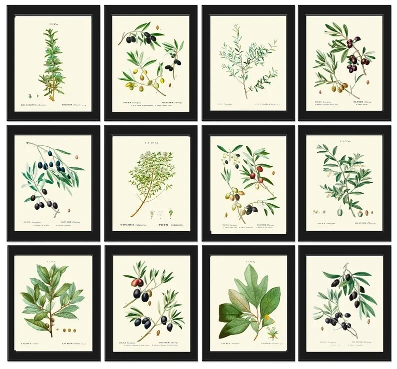 Herbs Botanical Wall Art Set of 12 Prints Beautiful Antique Vintage Unframed