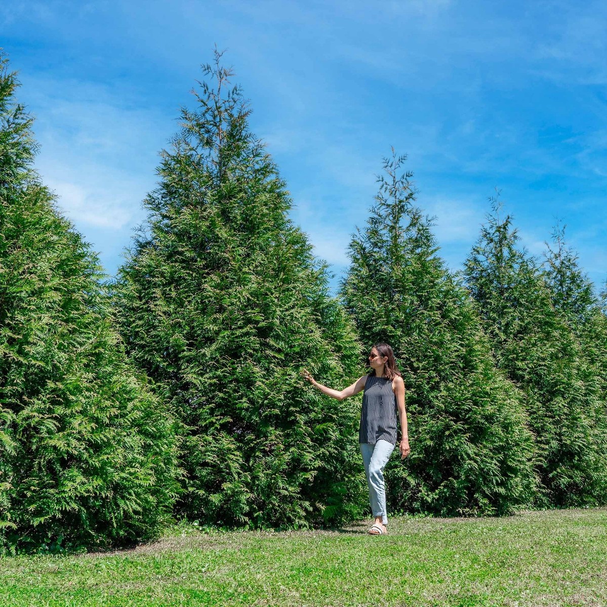 18Pack Thuja Green Giant Plants | Large Evergreen Arborvitae for Privacy |  eBay