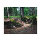 Forest Moss Trail Puzzle - Scenic Woodland Jigsaw (110/252/520/1014 pcs)