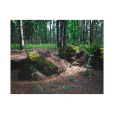 Forest Moss Trail Puzzle - Scenic Woodland Jigsaw 110/252/520/1014 pcs