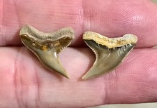 Rarepretty Killer - B.valley - Physogaleus Contortus - Shark Tooth Fossils Rarepretty Killer - B.valley - Physogaleus Contortus - Shark Tooth Fossils
