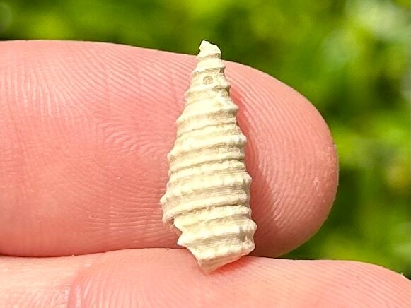 France Fossil Gastropod Potamides papaveraceus Miocene Age