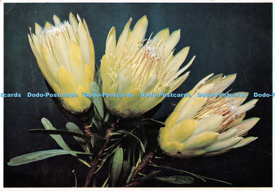D132899 Protea Repens Sugarbrush Arthur English Colour Prints Fineline