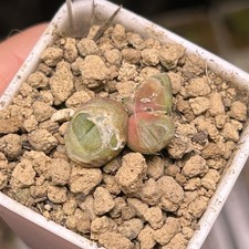 Exact Plant，3Heads Conophytum Phoeniceum Succulent Plant