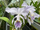 C. Enid `Blue Lu' Classic Coerulea Cattleya Orchid Plant — photo 2