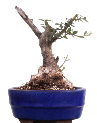Garten Bonsai, 185cm, 20 Jahre alt, Taxus Baccata fr den Aussenbereich |  eBay.de