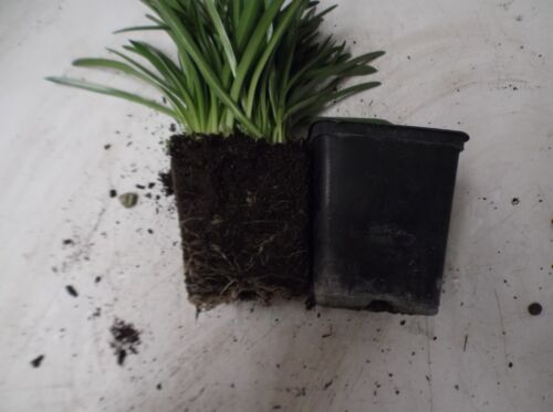 Hyacinthoides Non-scripta Mill Houes Blue 9cm Pot!! Double Bluebell - Picture 2 of 4