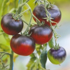 Tomate Osu Blue (25 graines / plus que bio)