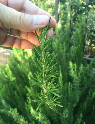 100 Stems Organic Rosemary Cuts Fresh cut when ordered Florida sunkissed