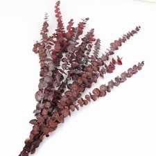 12pcs Dried Red Eucalyptus Stems 17" Natural Fresh Eucalyptus Plant for Showe...