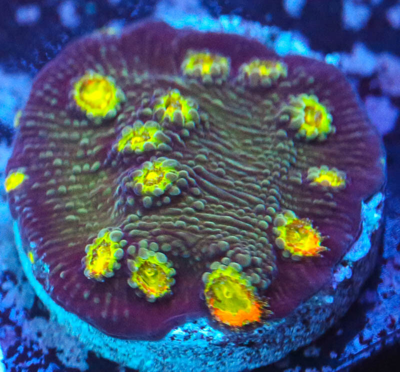 Cornbred's Fire Lamellosa - Frag - LIVE CORAL