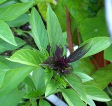 100 Organic Thai Basil Seeds, FREE SHIPPING