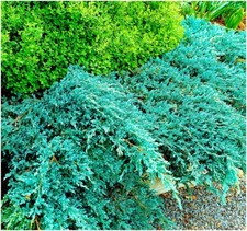 Dwarf Conifer Juniperus Squamata 'Blue Carpet' | Evergreen Shrub |