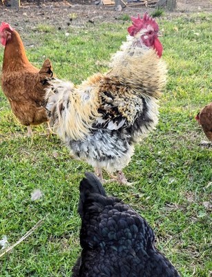 12 Assorted mixed Frizzle chicken hatching eggs  rare breeds and colors!