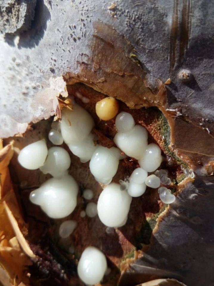 Incienso Resina Incienso Granular/100% Orgánico Puras Lágrimas Aromáticas (2 libras) Foto 2 de 4