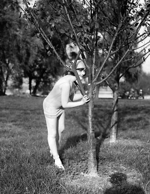 1920 Mack Sennett Girl Hiding Behind a Tree Old Photo 8.5'' x 11'' Reprint