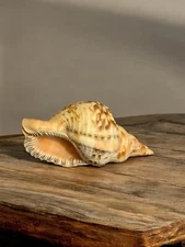 Rare Vintage Triton Trumpet Shell 10.5 in.  Beautiful Colors, Flawless Condition