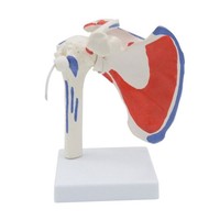 Eurowagens Schulter Muskel Anatomie Modell PVC 1 StüCk Praxis & Unterricht
