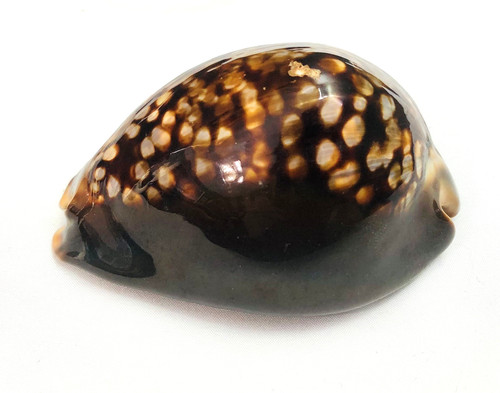 Beautiful Rare Large Humpback Cowrie Shell 3.75” Cypraea Mauritia Pacific Ocean