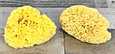 Natural Sea Sponges Set Of 2 NEW 6" Wide C102