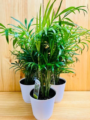 HOUSEPLANTS NEW YORK LLC Palm Neanthe Bella 4" includes White Cover Pot