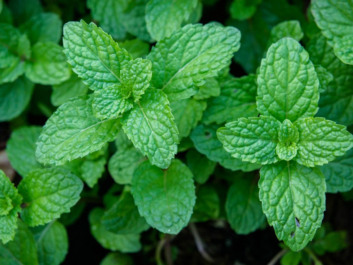 Herb Peppermint Mentha Piperita 100 Seeds eBay