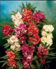 100 SEEDS - balsam CAMELLIA - camelia FLOWERED - GroCo USA - BUY 15-SHIPS FREE