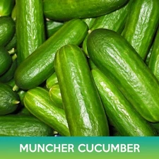 Muncher Cucumber Seeds