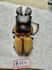 Insects, Lucanidae: Odontolabis leuthneri 50.5mm A1 Borneo wild