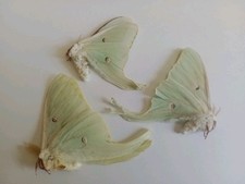 3 Actias luna moth ssp HOMBRE, A2 con datos.