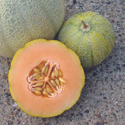 #ad Minnesota Midget Cantaloupe Seeds 25 Mini Melon Fruit NON GMO FREE SHIPPING $2.39