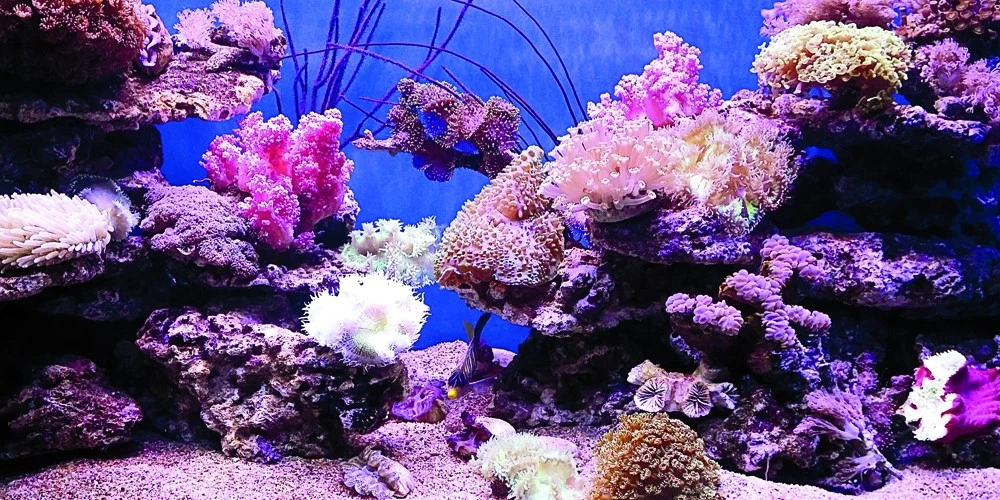 Aquarium Background Poster Coral PVC Fish Tank Decorations Landscape 24 48  72