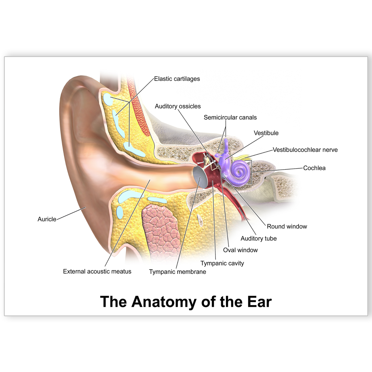 Ear Anatomy Poster Human Ear Anatomy Diagram Poster - 24x36 Inch ...