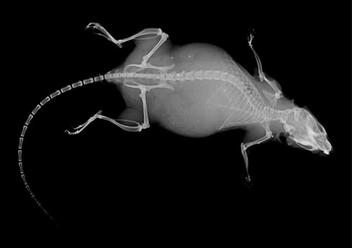 VET SETS A or B or C or D 6x animal X-RAYs imaged onto film lightbox radiography - Picture 26 of 34