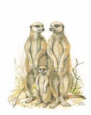 Samce ziemskie drapieżniki schleich koty - obraz z nadrukiem artystycznym - 25,5 x 17,5 cm