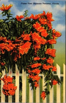 Vintage Florida Flame Vine Postcard Linen Texture F.E.C. News Co.