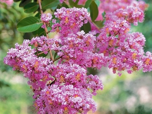 Biloxi Crepe Myrtle Plants - Picture 1 of 4