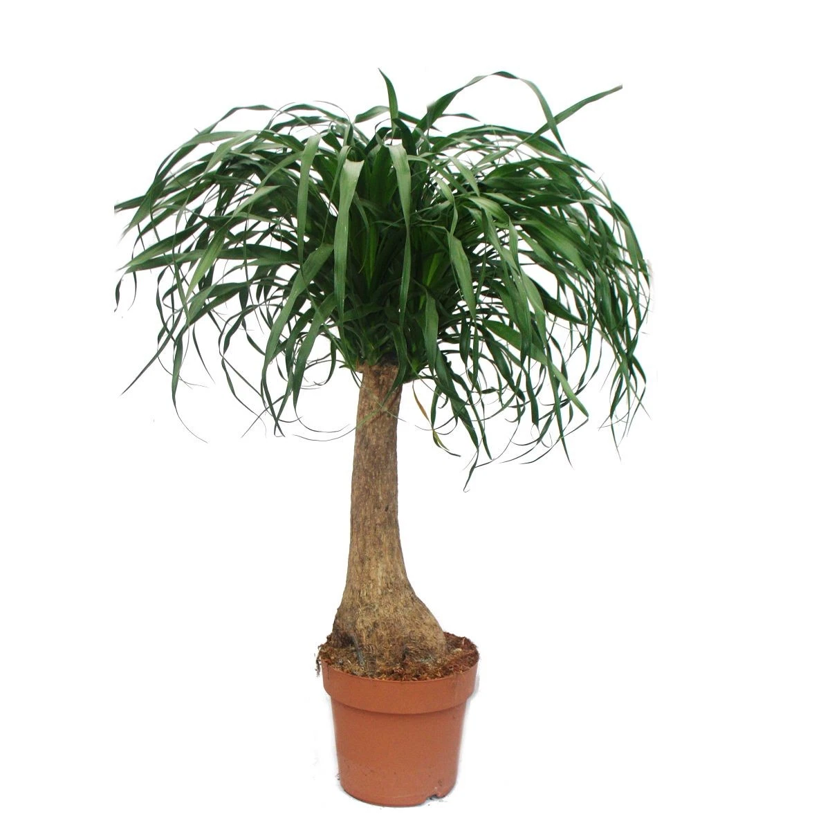 spalierbaum glanzmispel Glanzmispel als Spalierbaum bestellen?