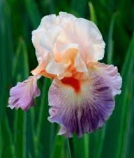 10x MIXED VARIETIES/COLORS BEARDED IRIS Bulbs/Rhizomes FRESH